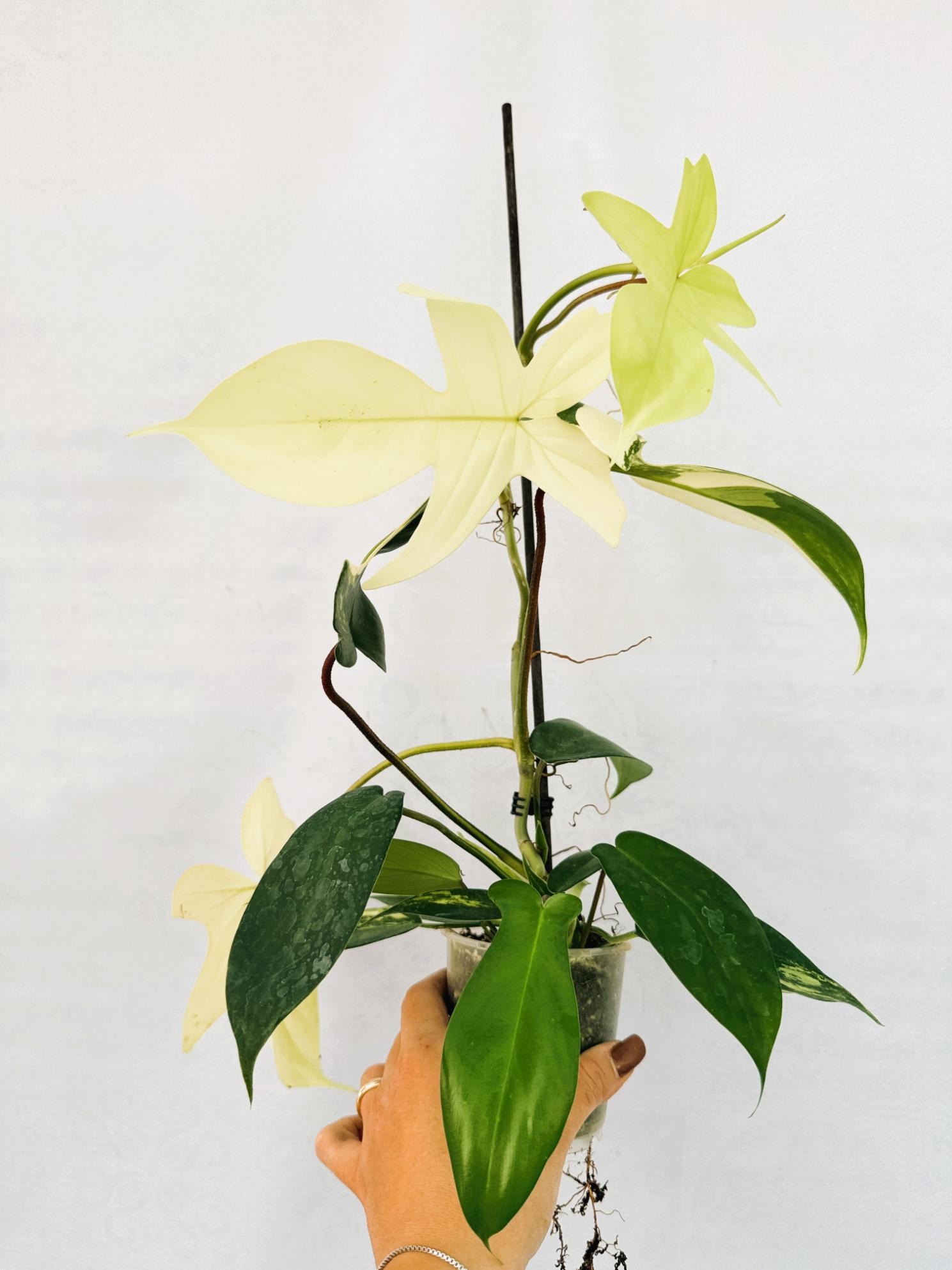 philodendron florida variegata Philodendron Florida Beauty Variegata
