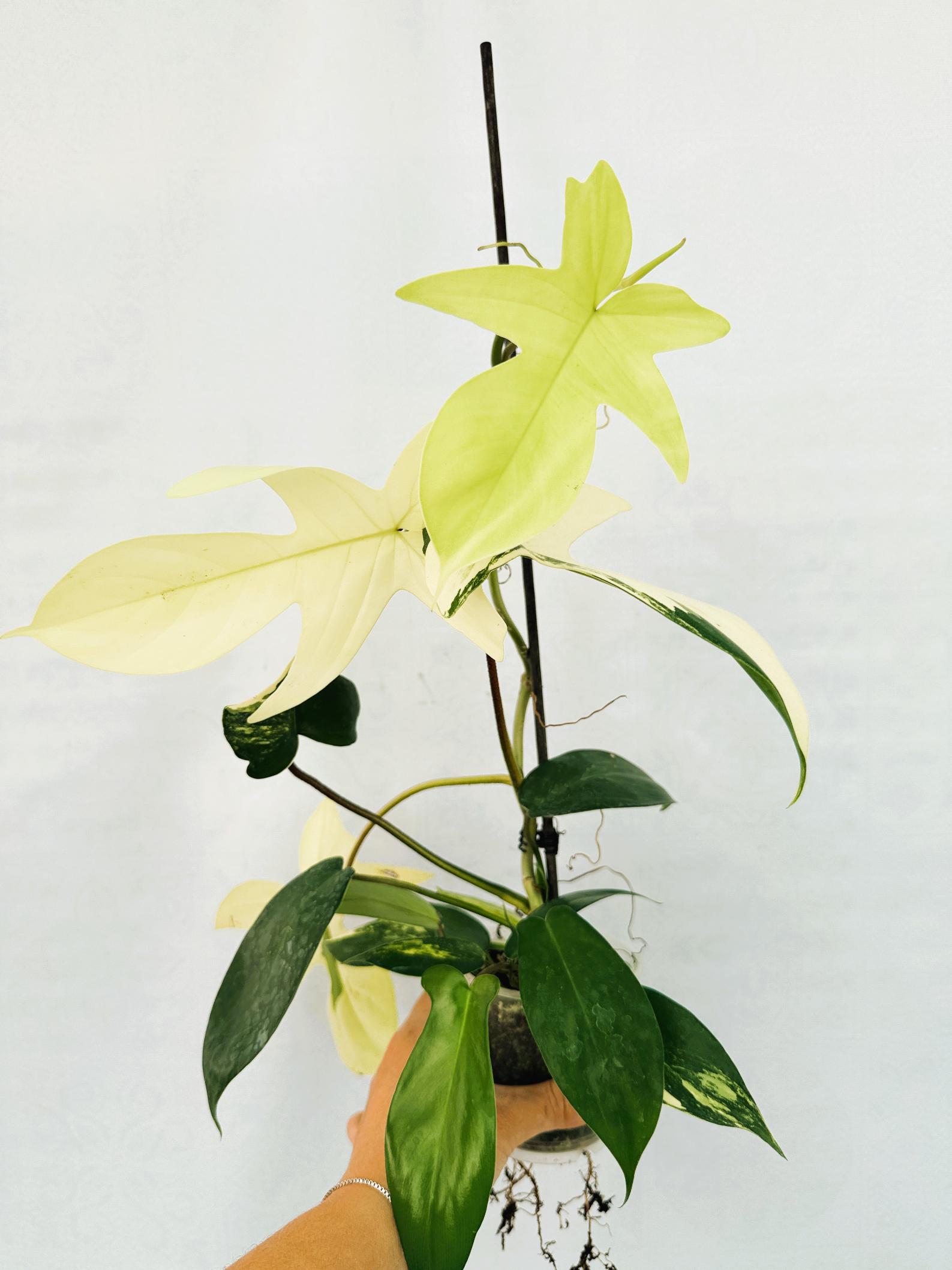 Philodendron Florida Beauty Variegata