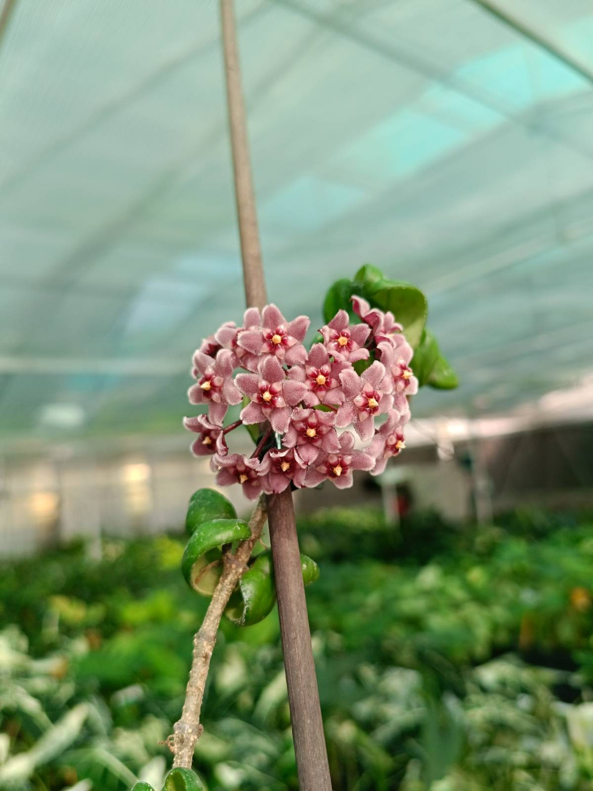 Flower of Hoya compacta new