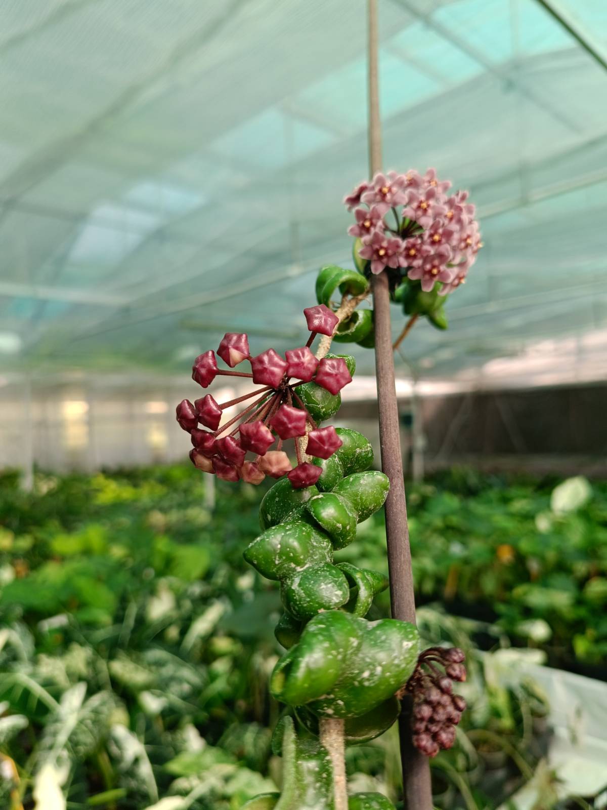 Flower of Hoya compacta new