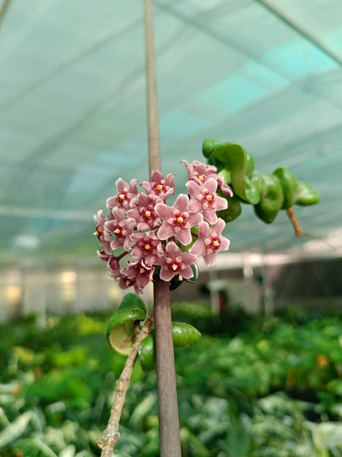 Flower of Hoya compacta new