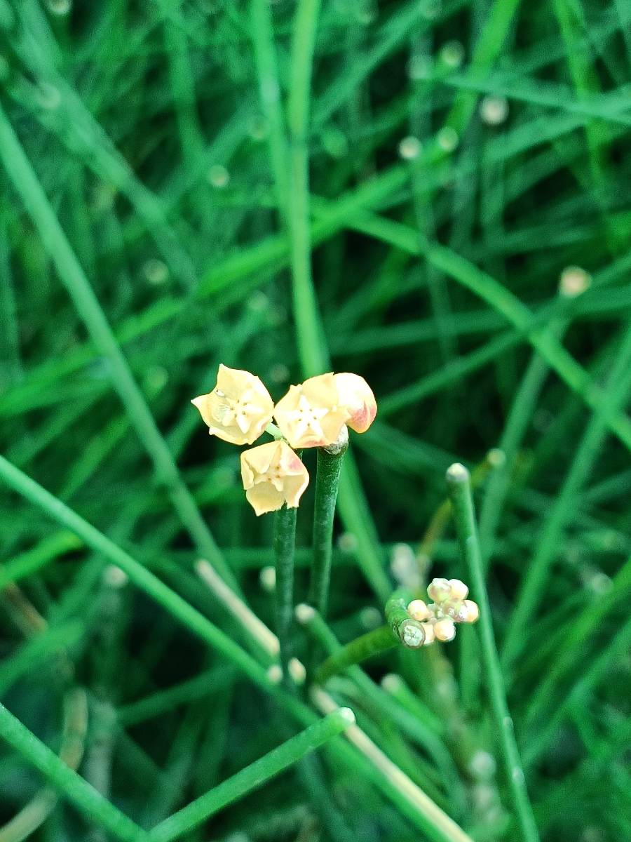 Flower of Hoya spartioides