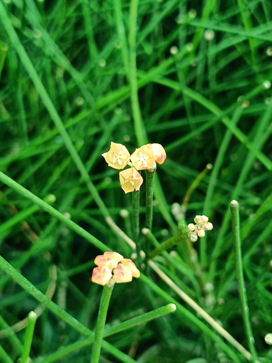 Flower of Hoya spartioides