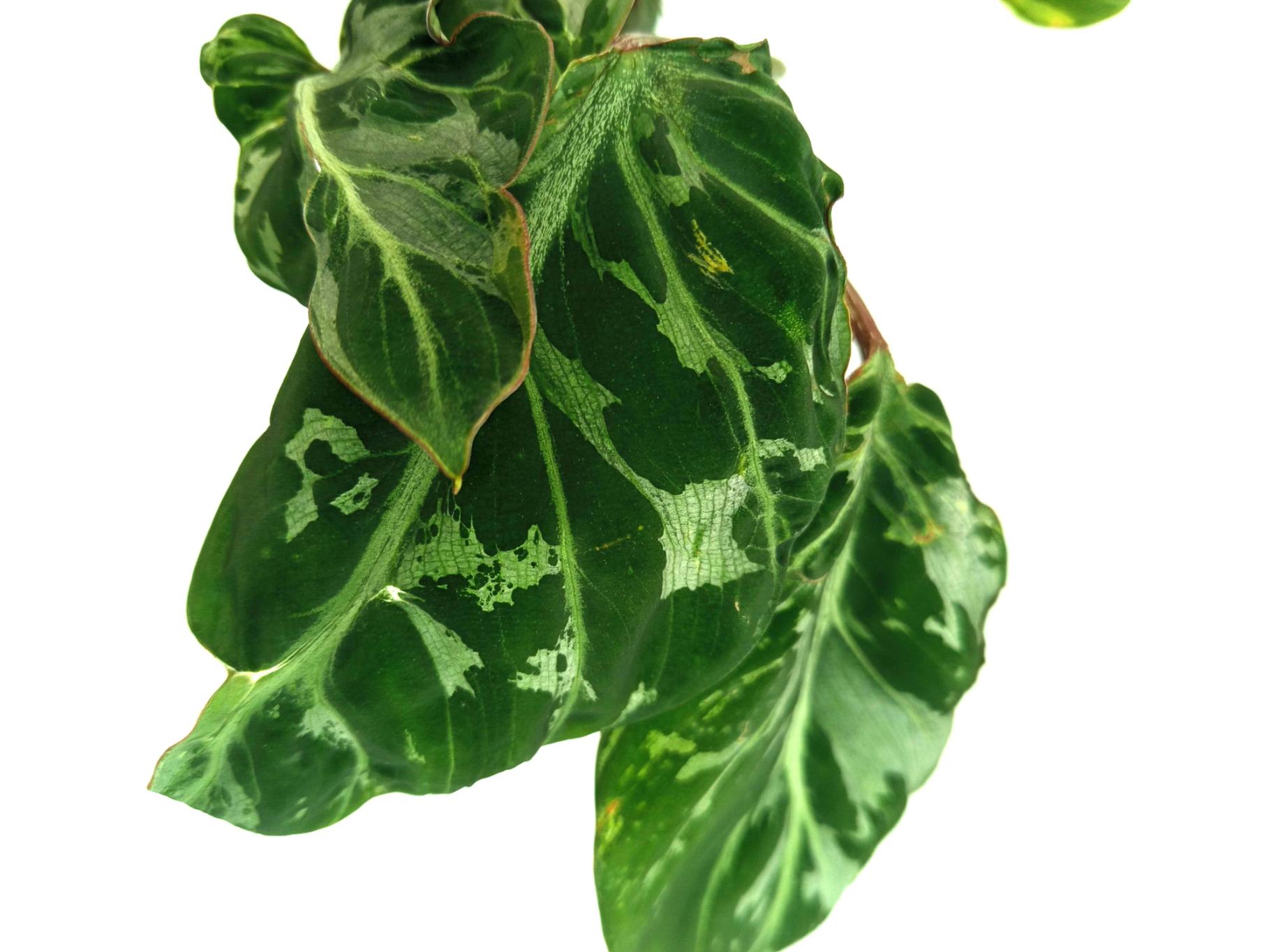 Philodendron Gloriosum Variegata