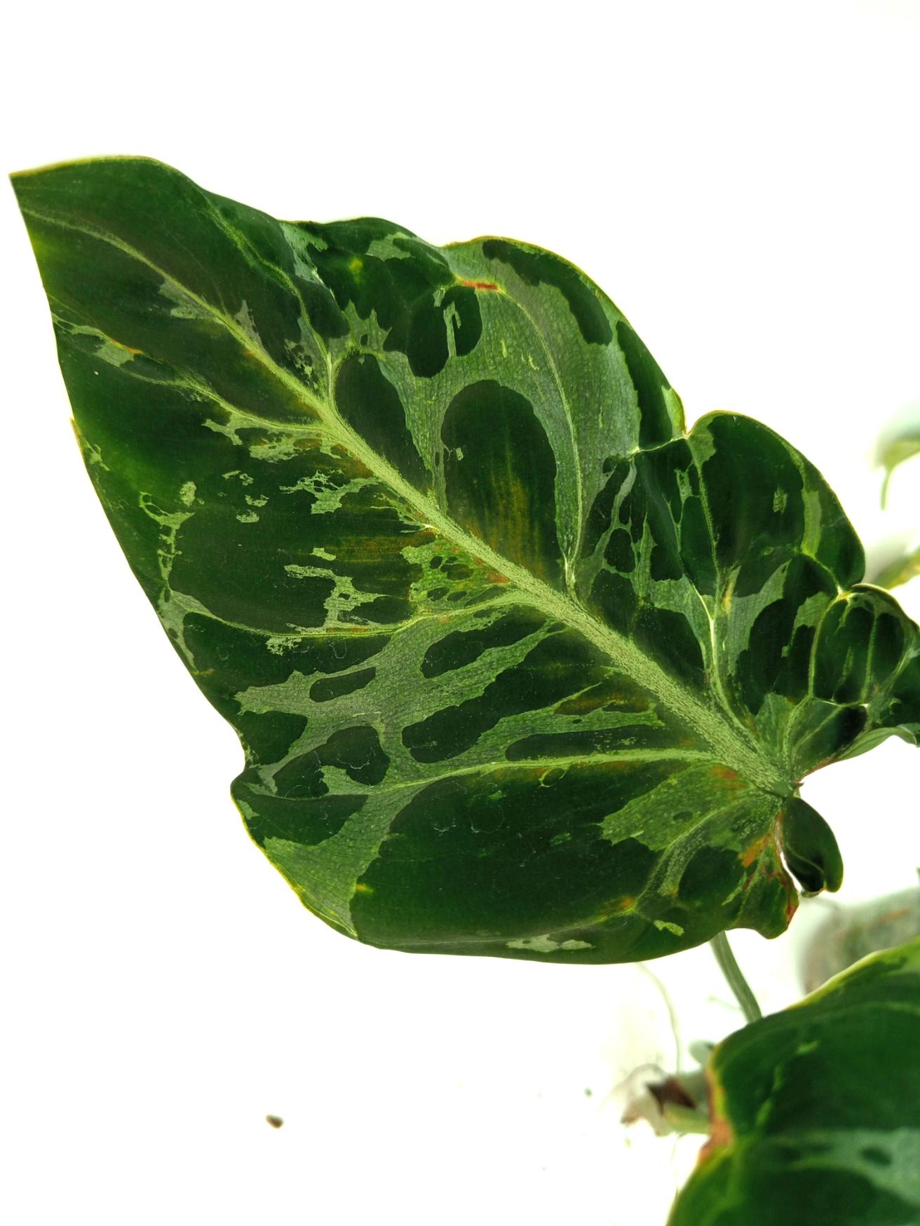 Philodendron Gloriosum Variegata