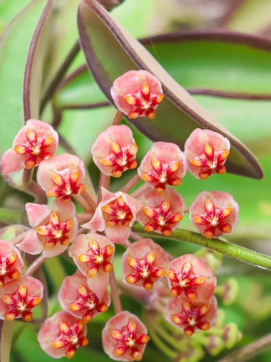 Hoya Anncajanoae flower