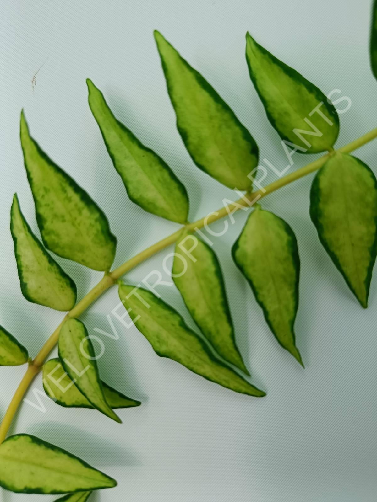 Hoya luis bois bella variegata (inner variegation)