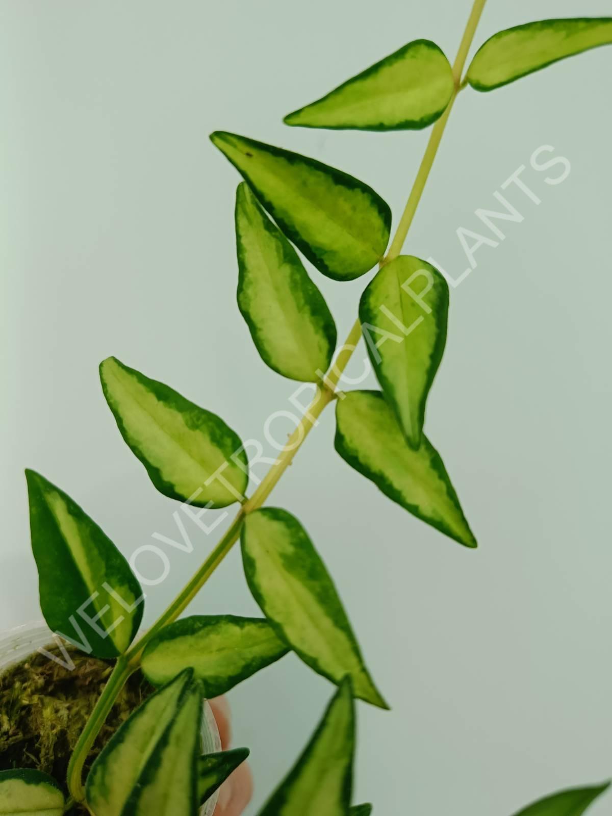 Hoya bella (inner variegation)