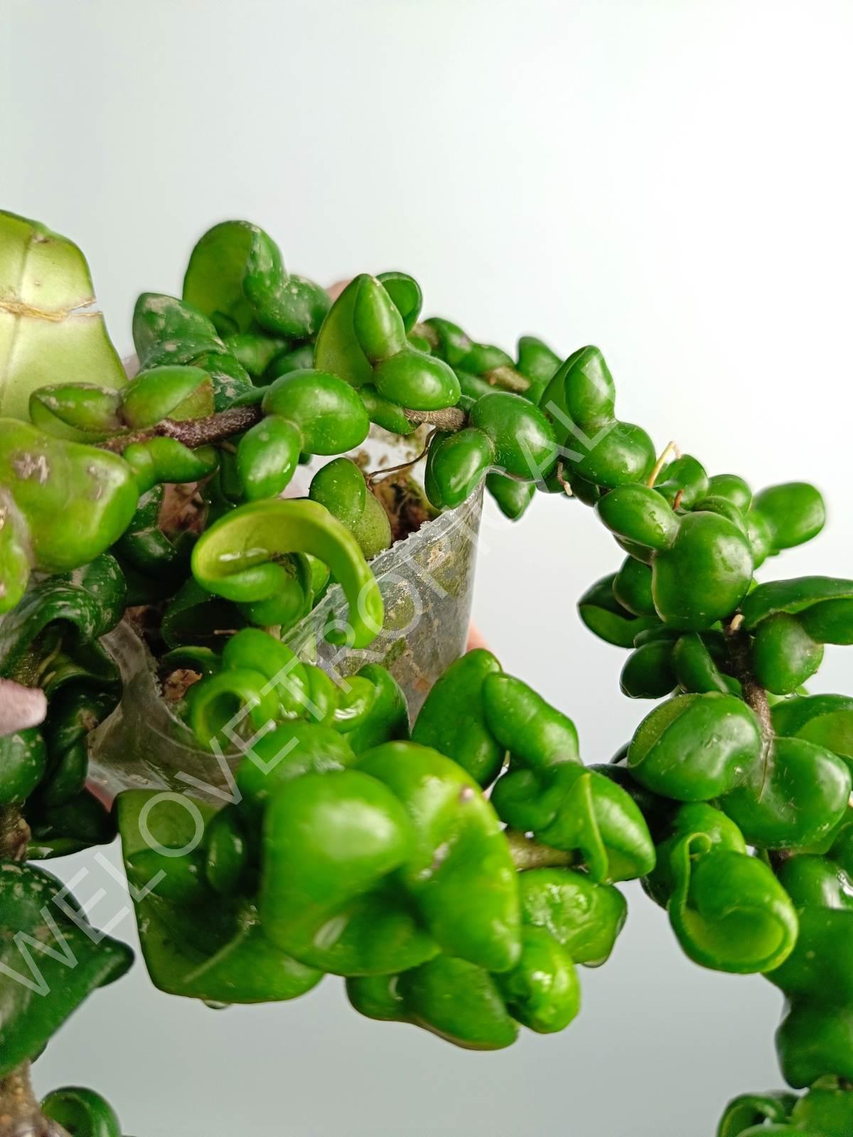 Hoya carnosa Compacta new