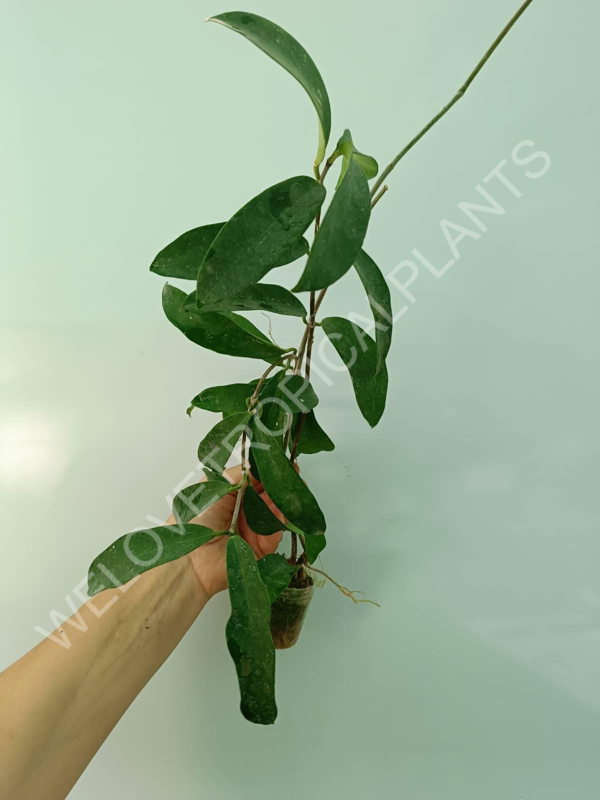 Hoya graveolens
