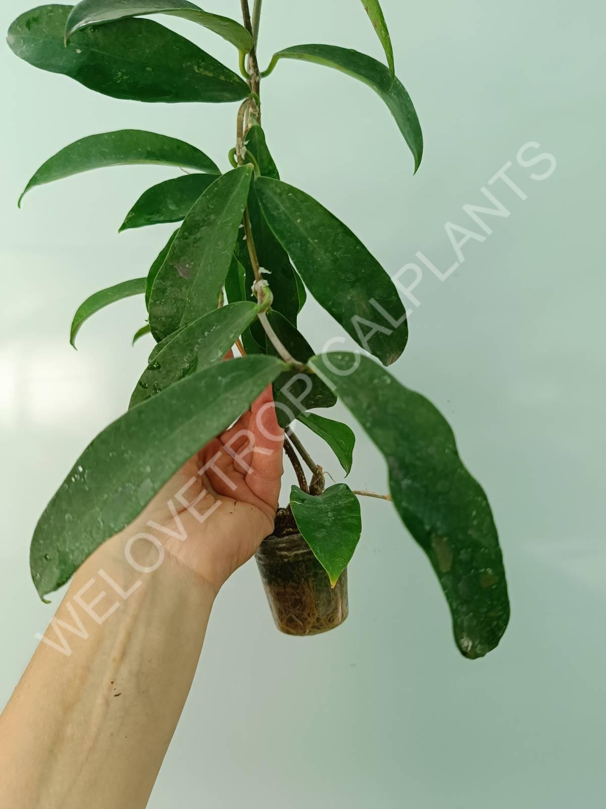Hoya graveolens