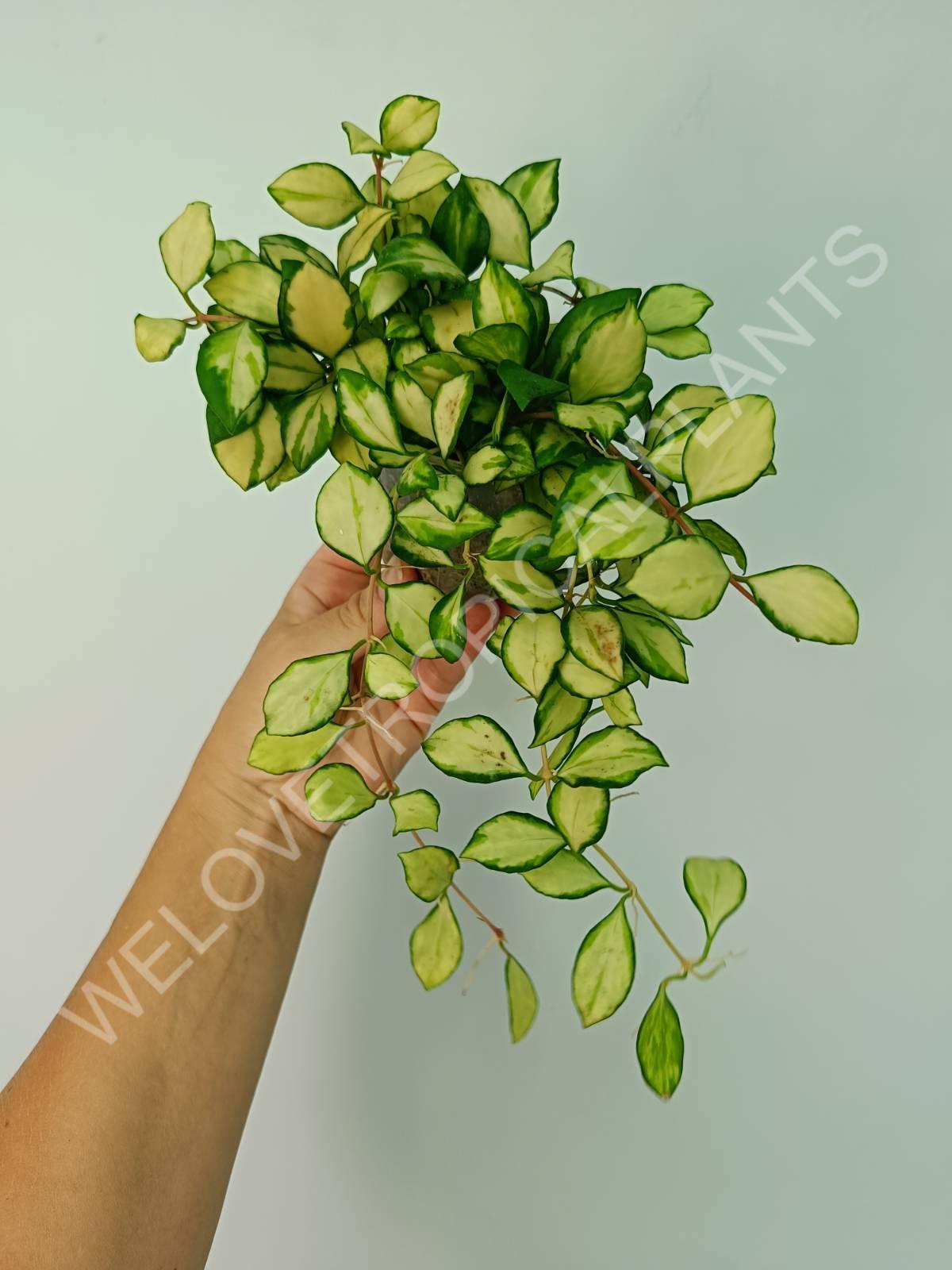 Hoya heuschkeliana variegata
