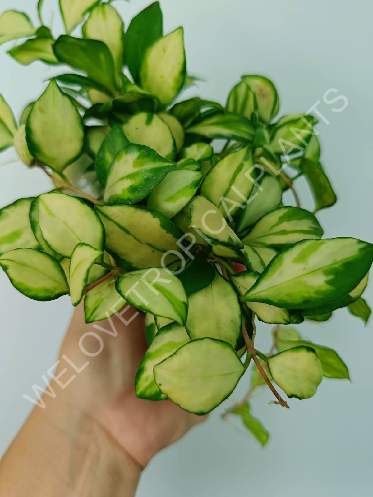 Hoya heuschkeliana variegata