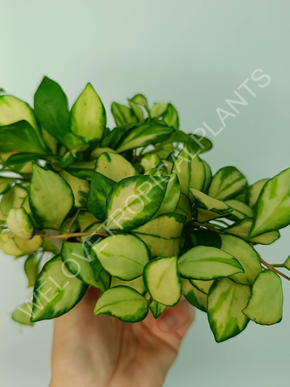 Hoya heuschkeliana variegata