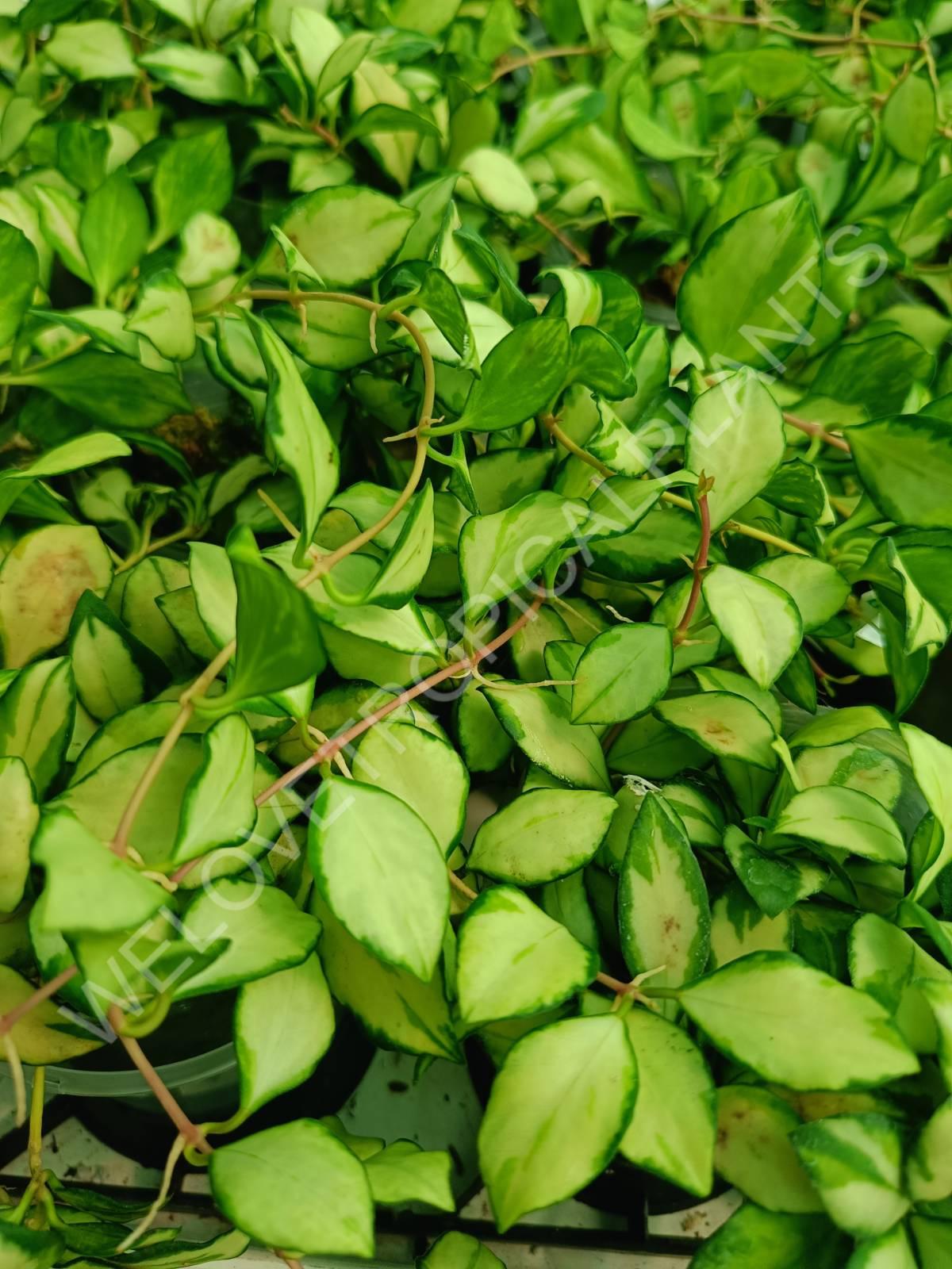 Hoya heuschkeliana variegata