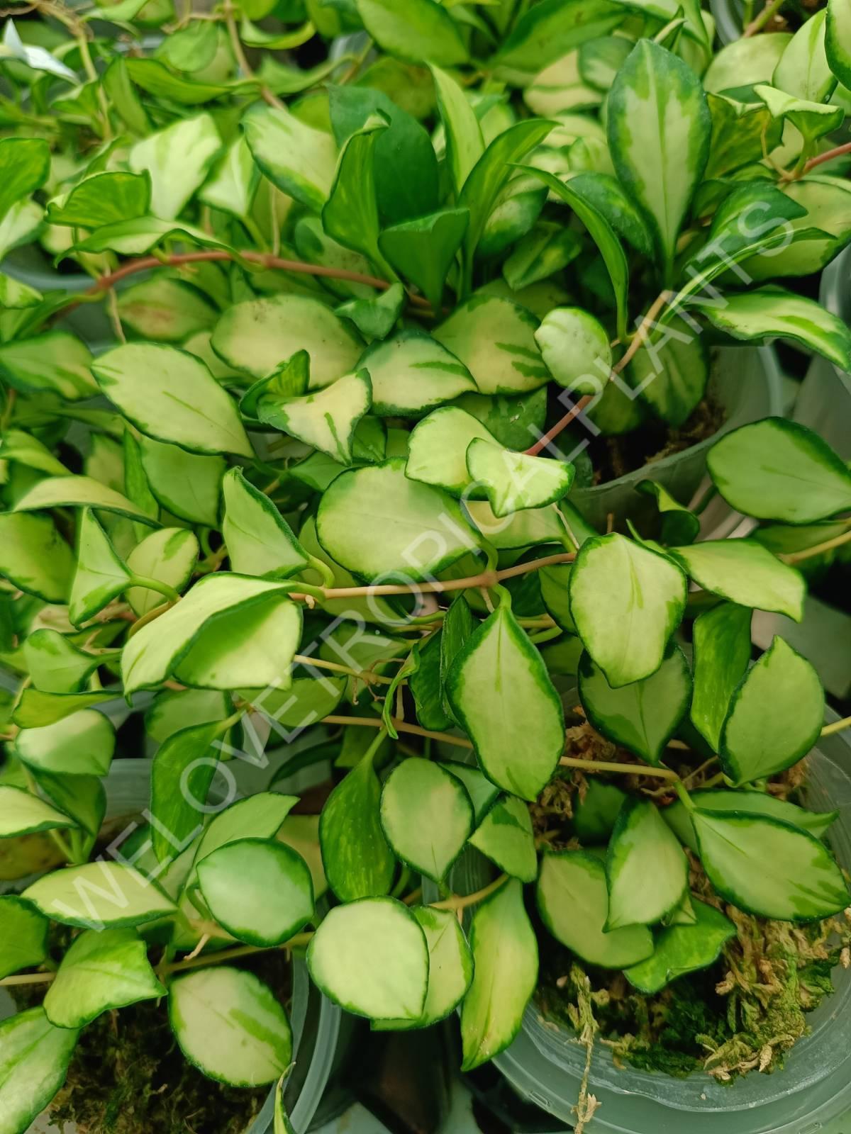 Hoya heuschkeliana variegata