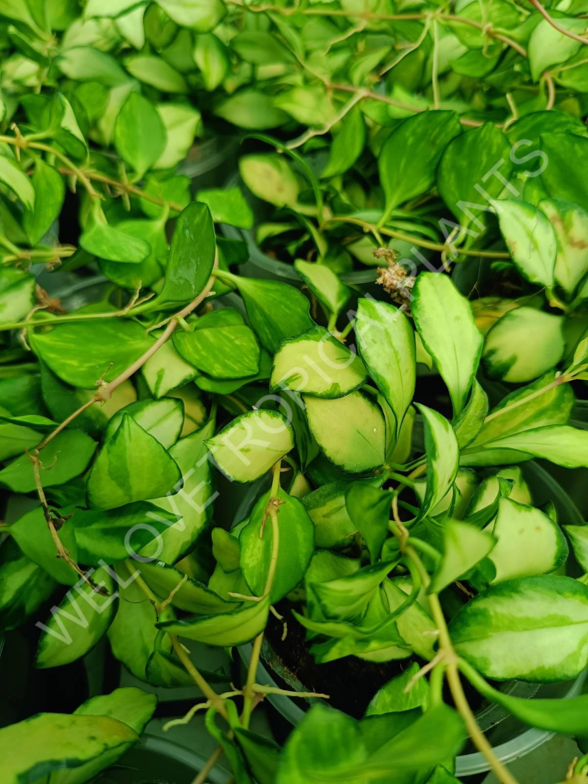 Hoya heuschkeliana variegata