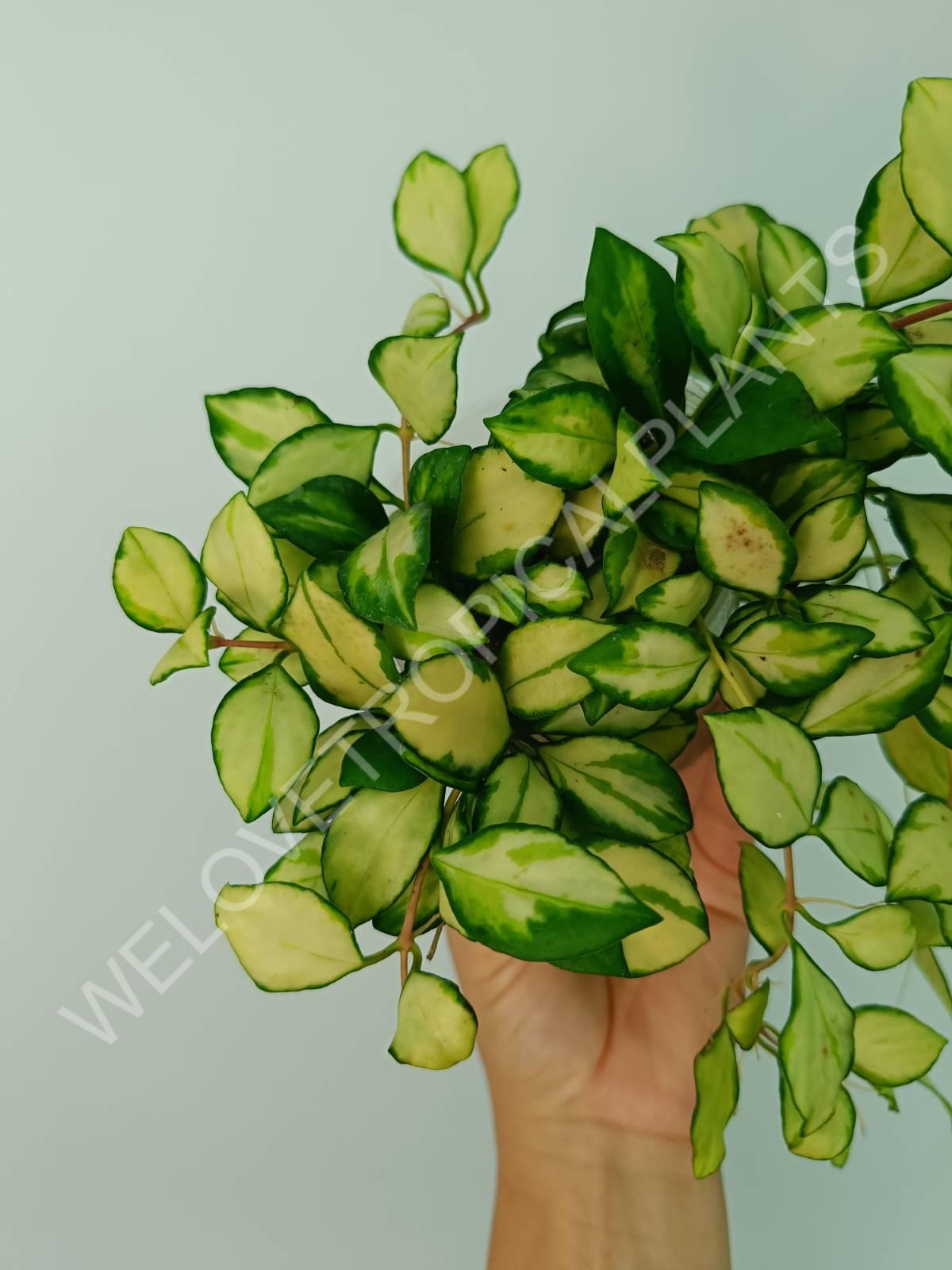 Hoya heuschkeliana variegata