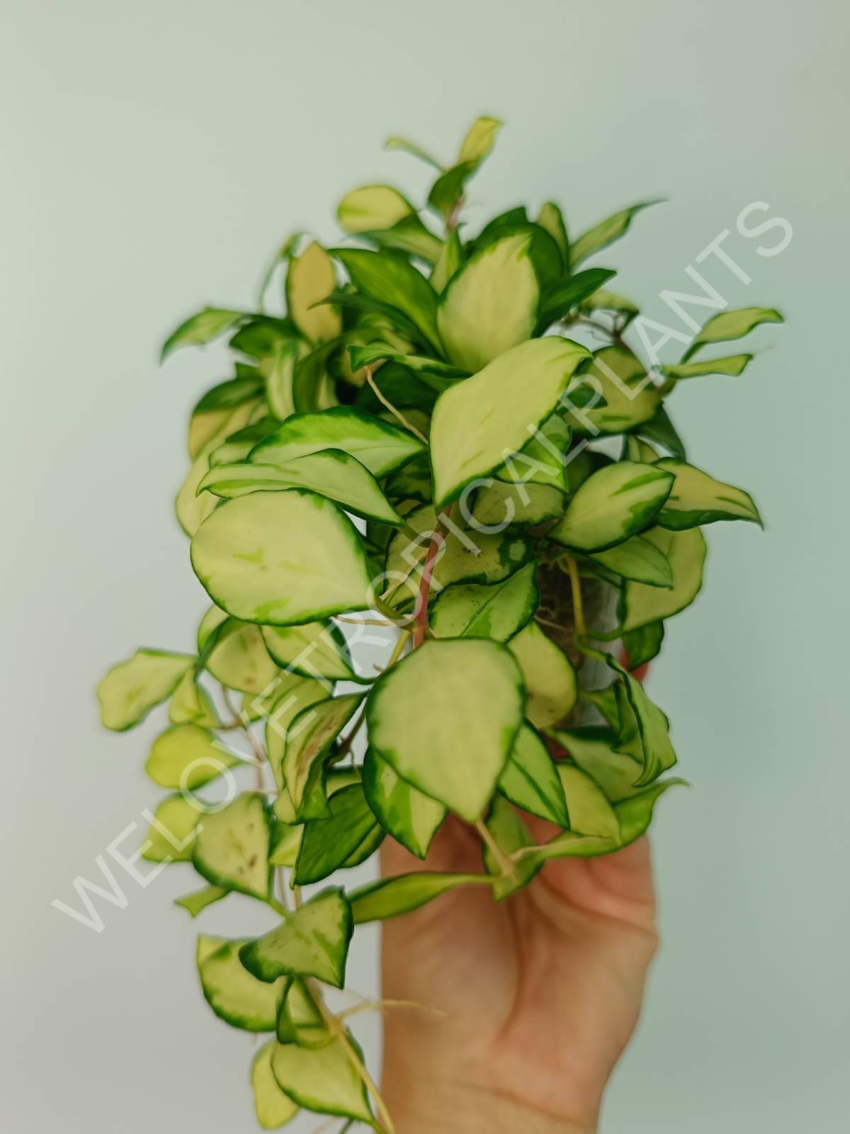 Hoya heuschkeliana variegata