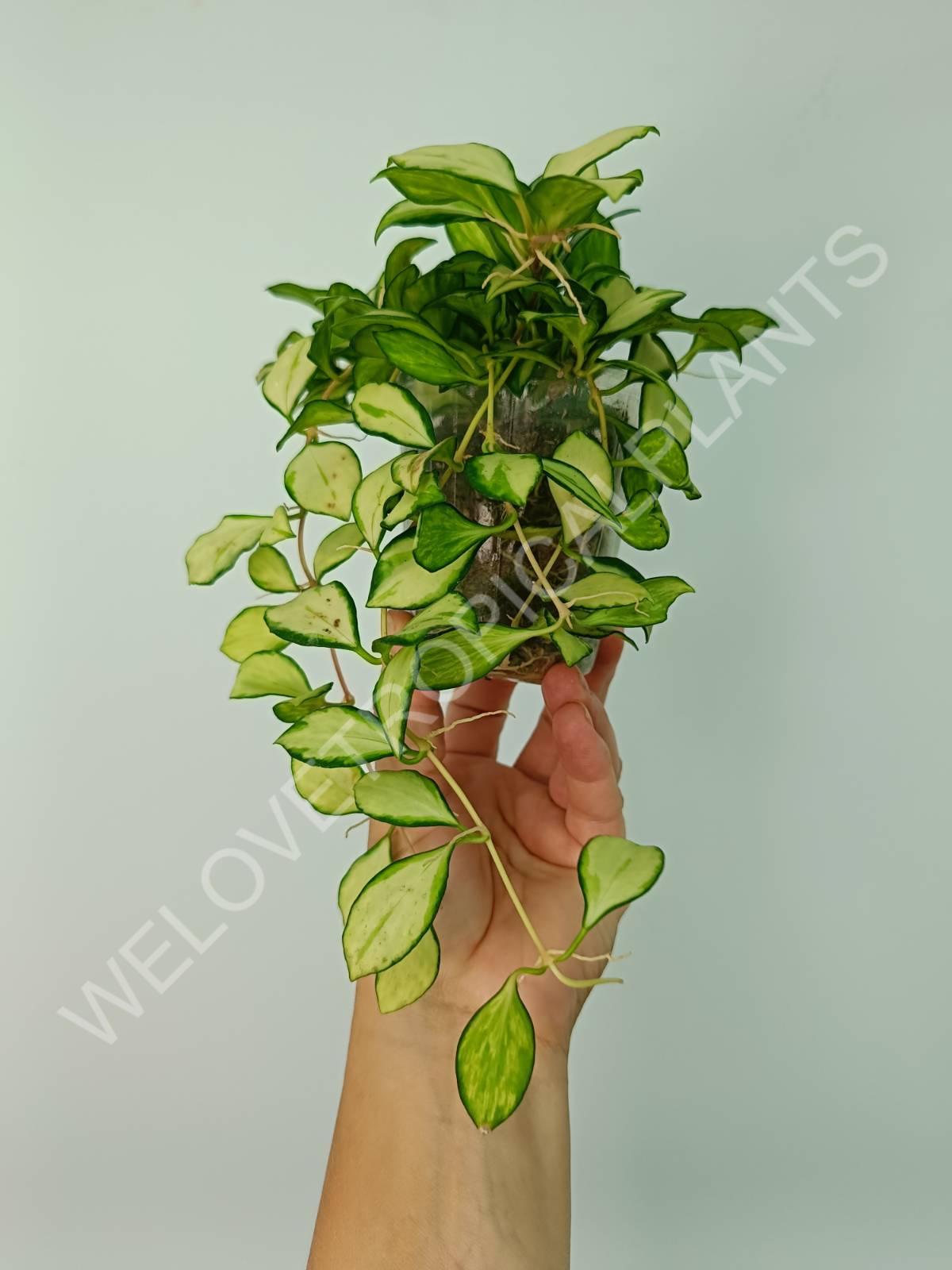 Hoya heuschkeliana variegata