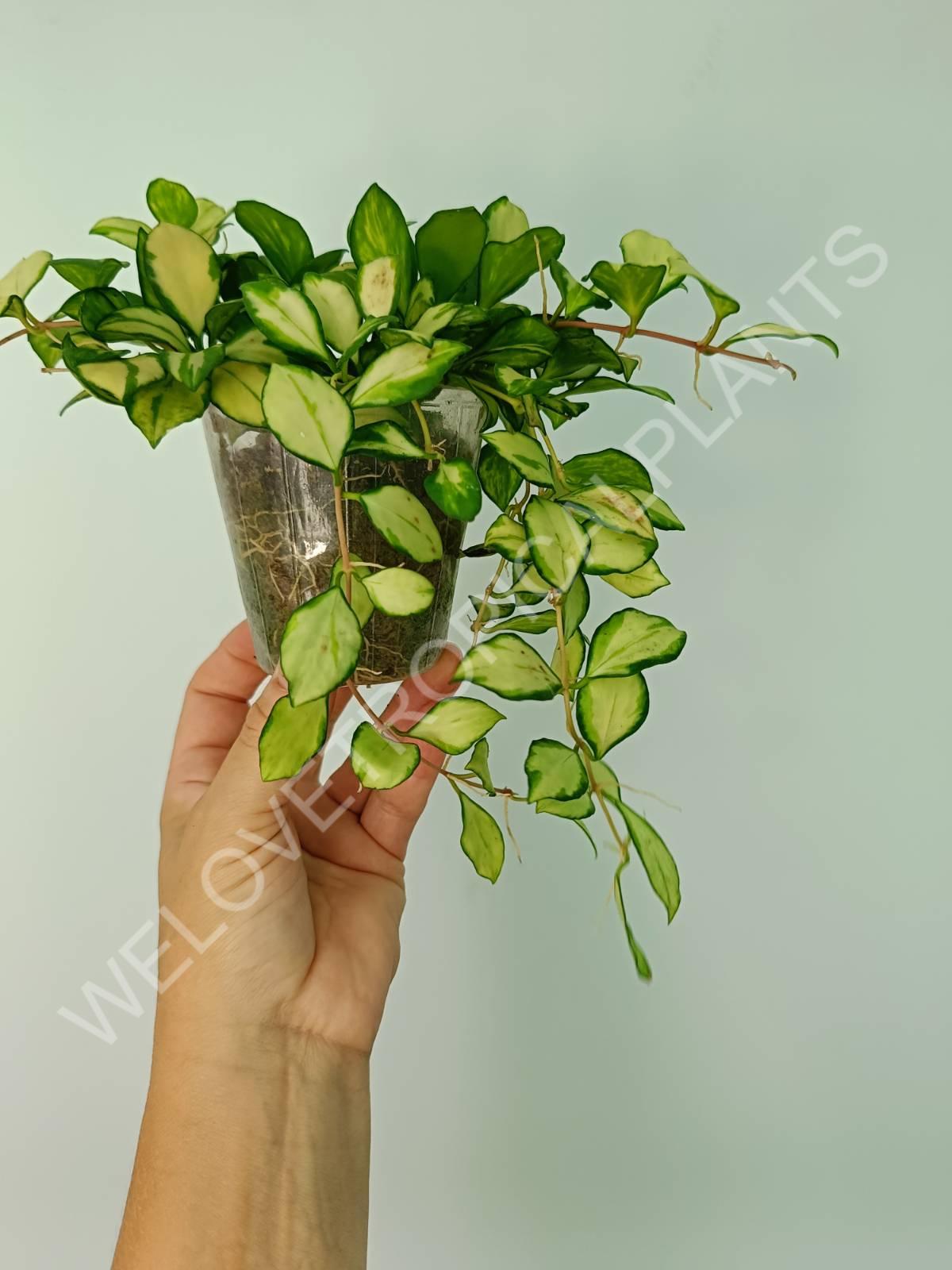 Hoya heuschkeliana variegata