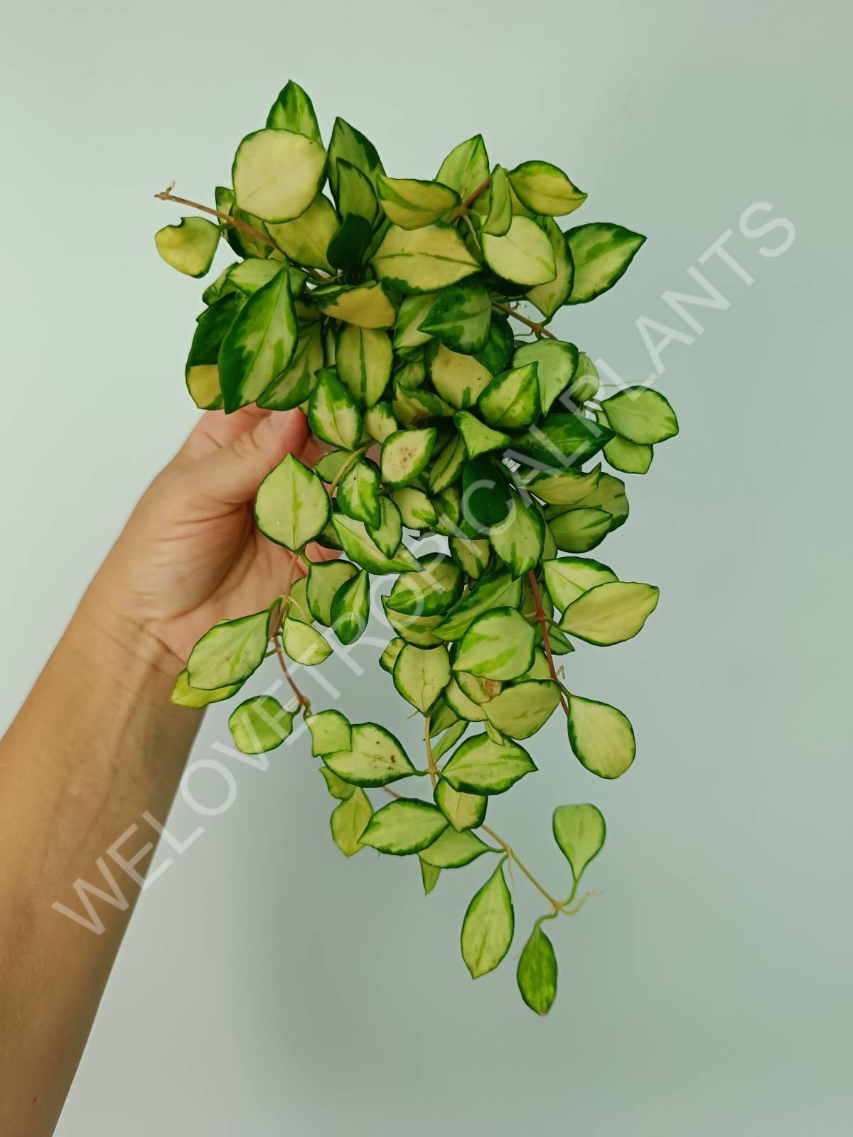 Hoya heuschkeliana variegata