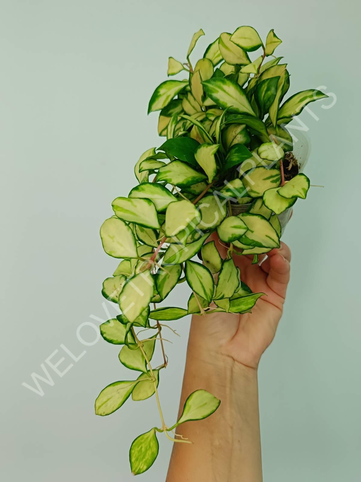 Hoya heuschkeliana variegata