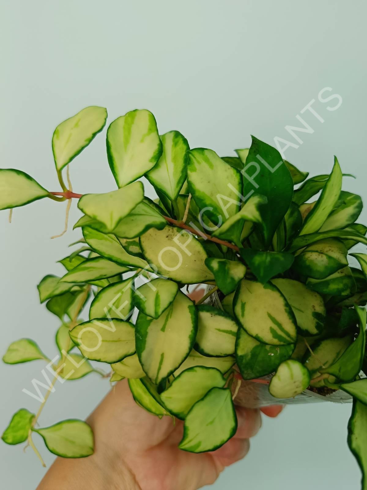 Hoya heuschkeliana variegata