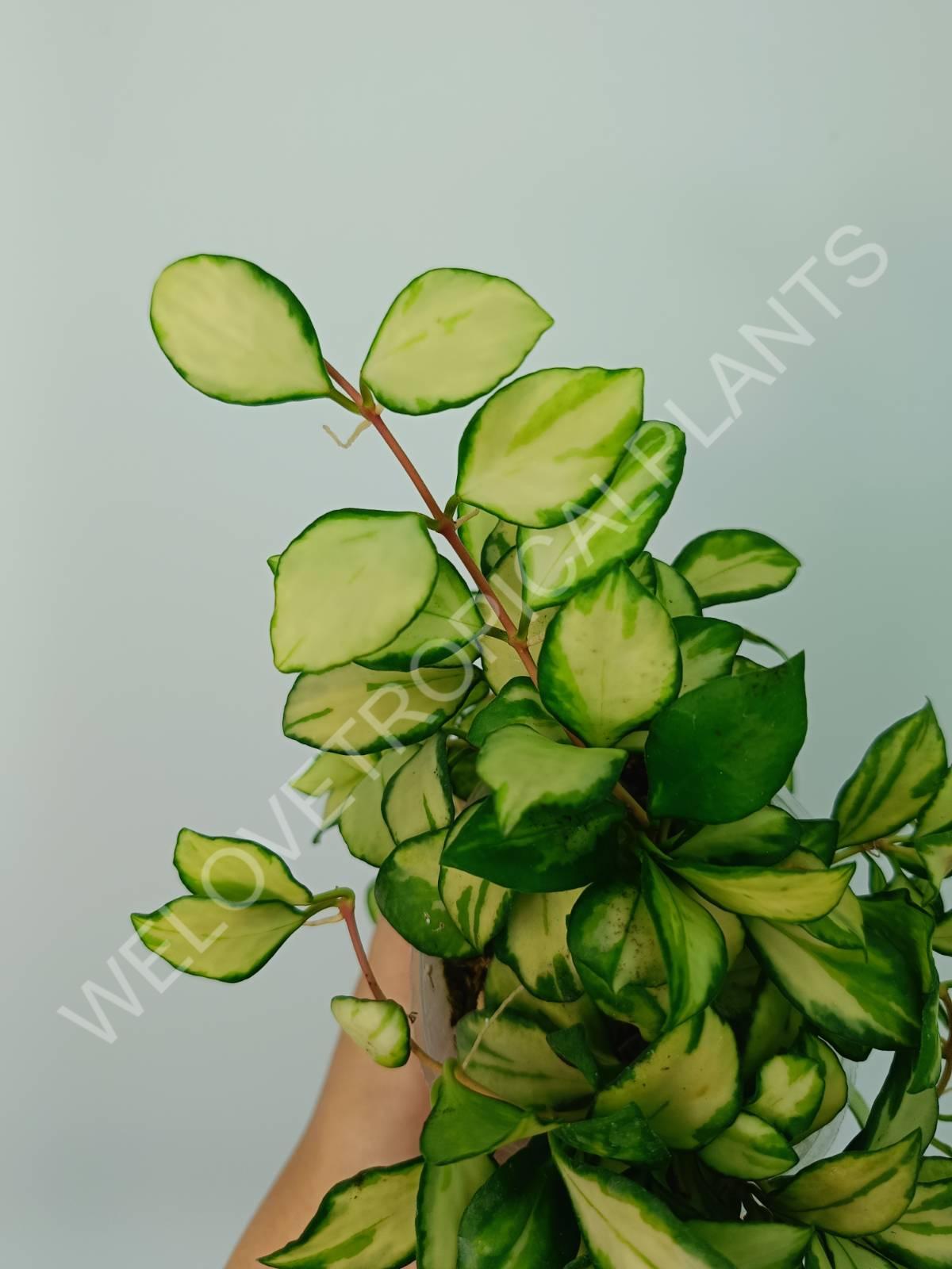 Hoya heuschkeliana variegata