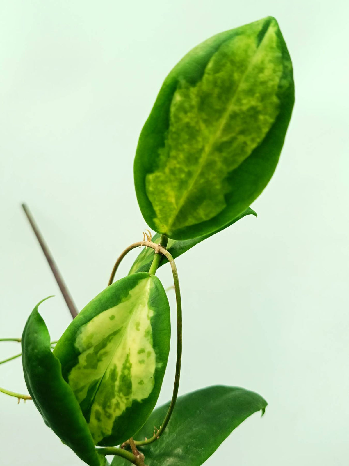Hoya incrassata variegata