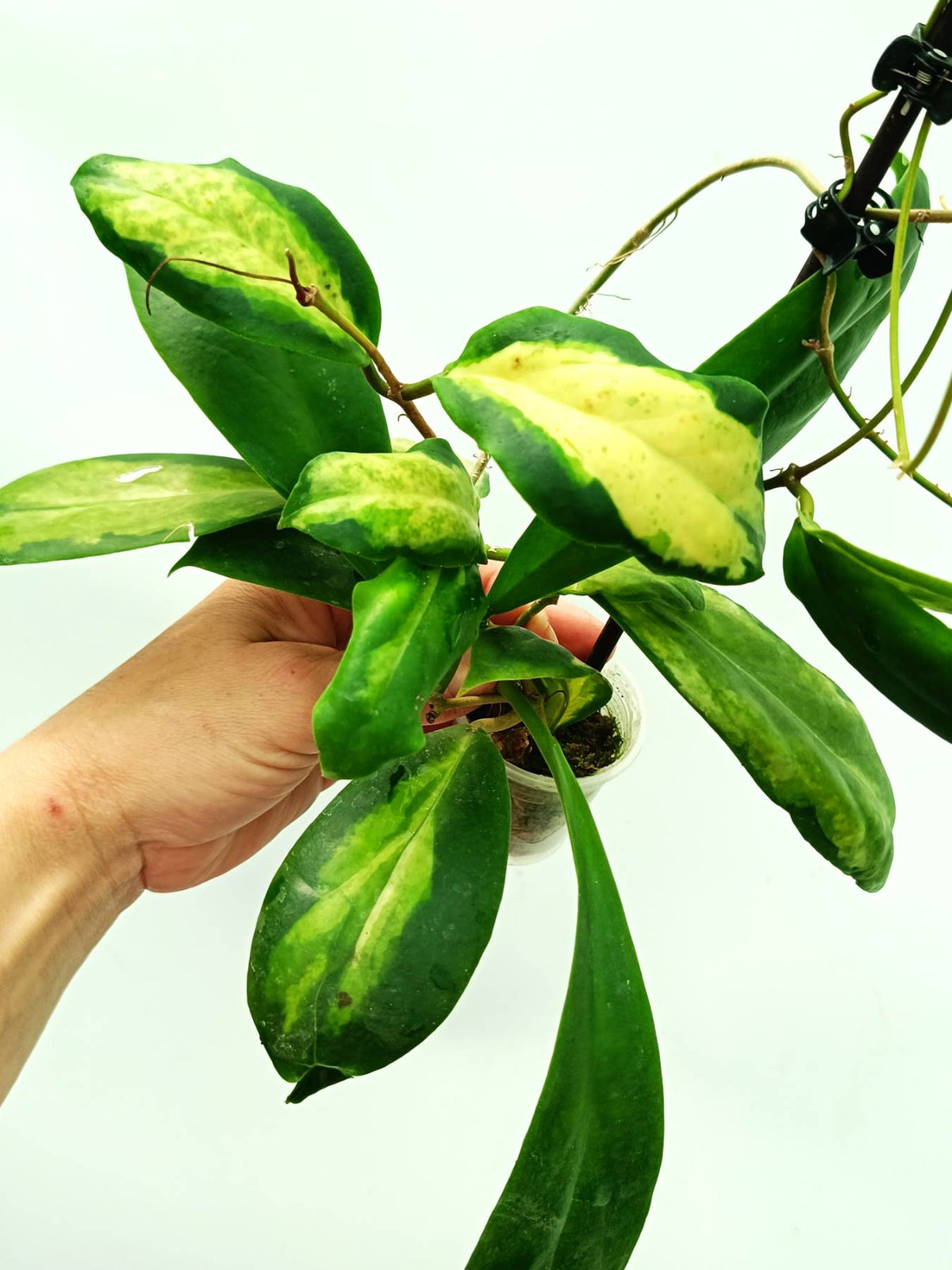 Hoya incrassata variegata