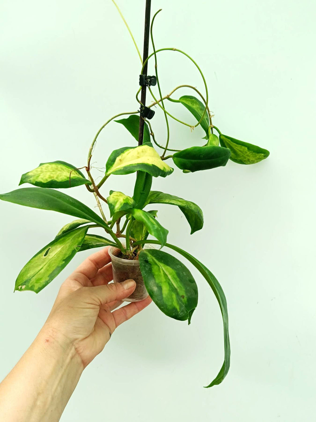 Hoya incrassata variegata