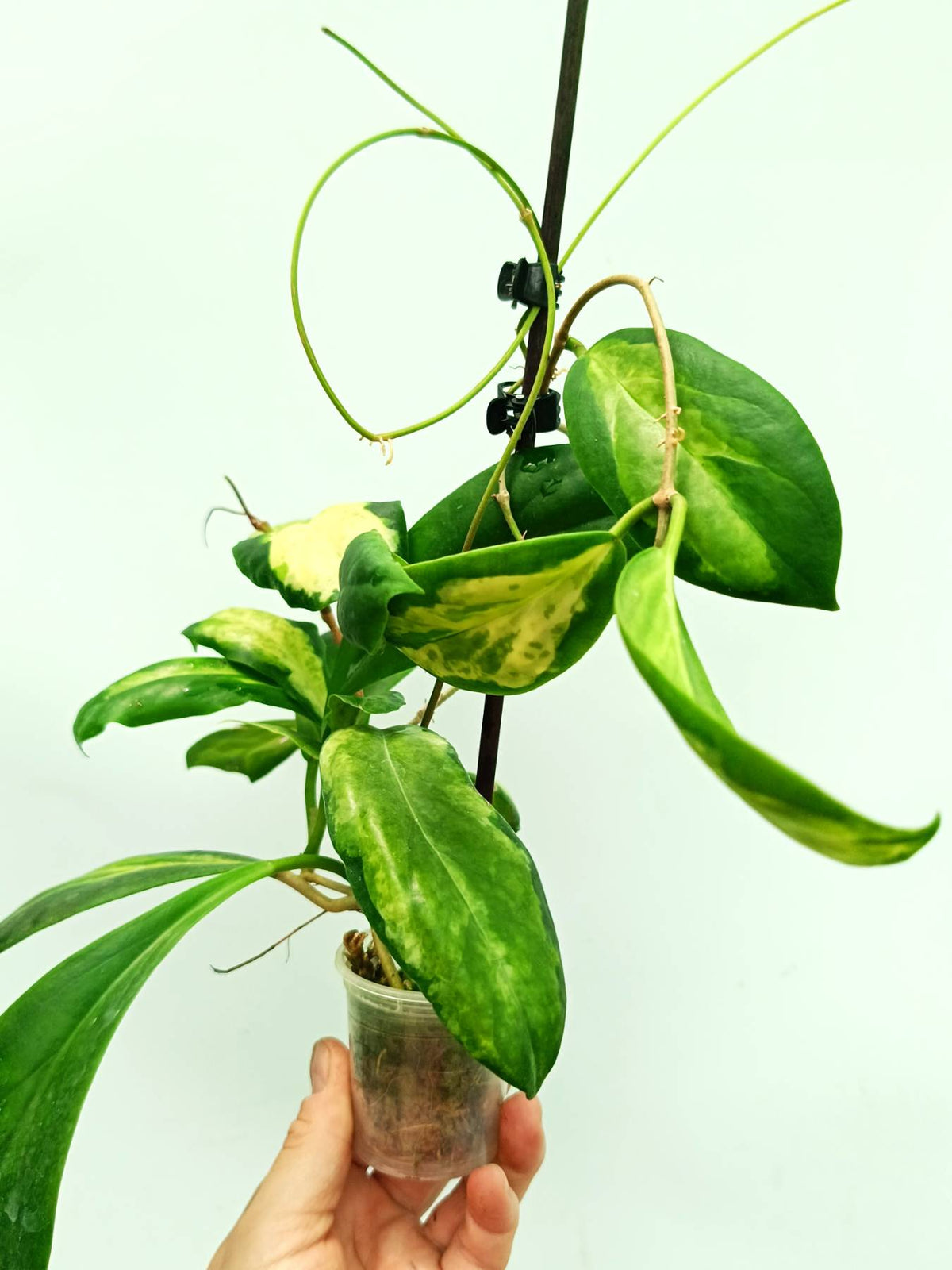 Hoya incrassata variegata