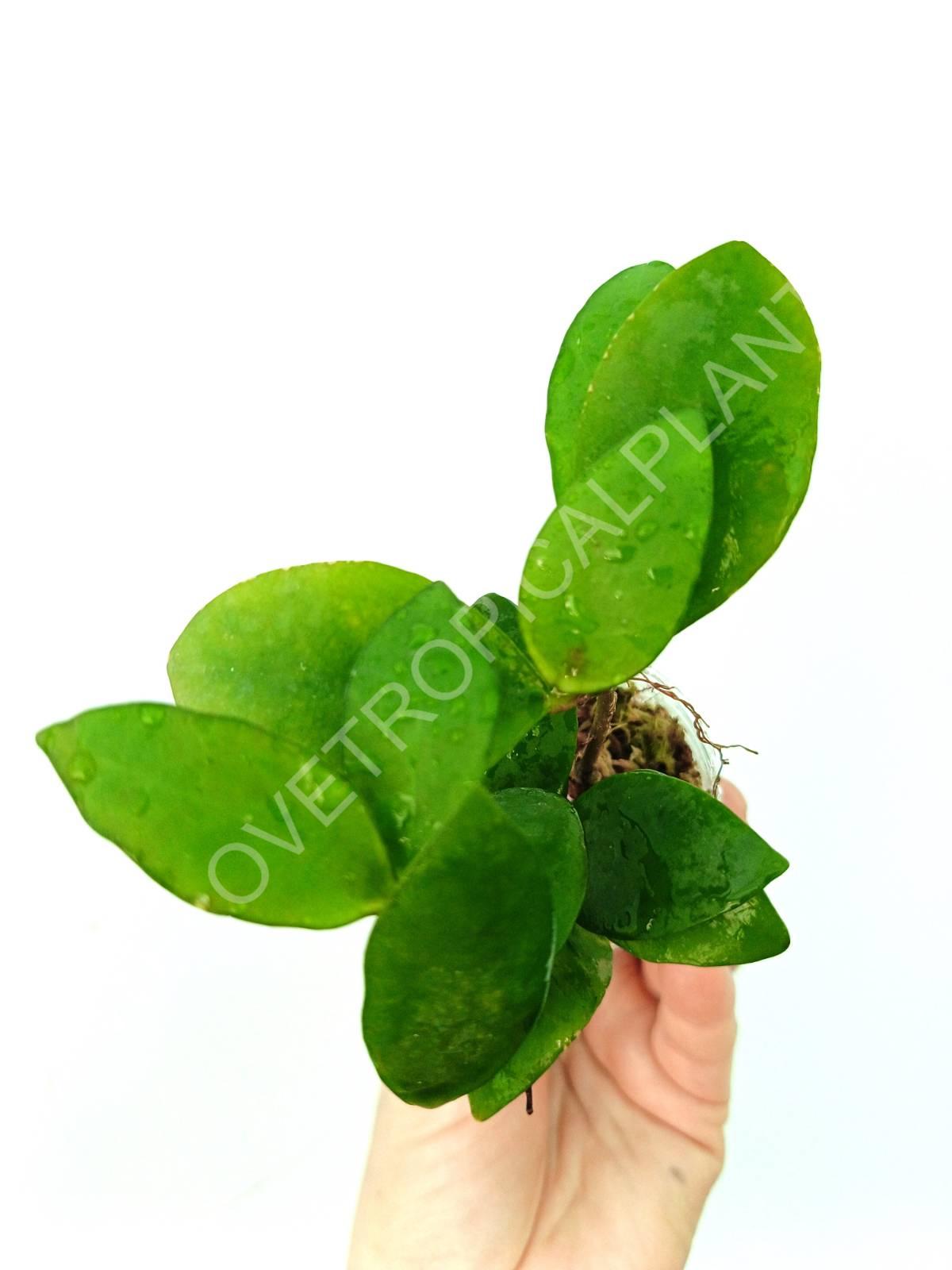 Hoya myrmecopa 'Big leaves'