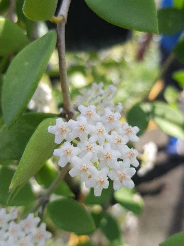 Hoya Nummularioides Yellow flower