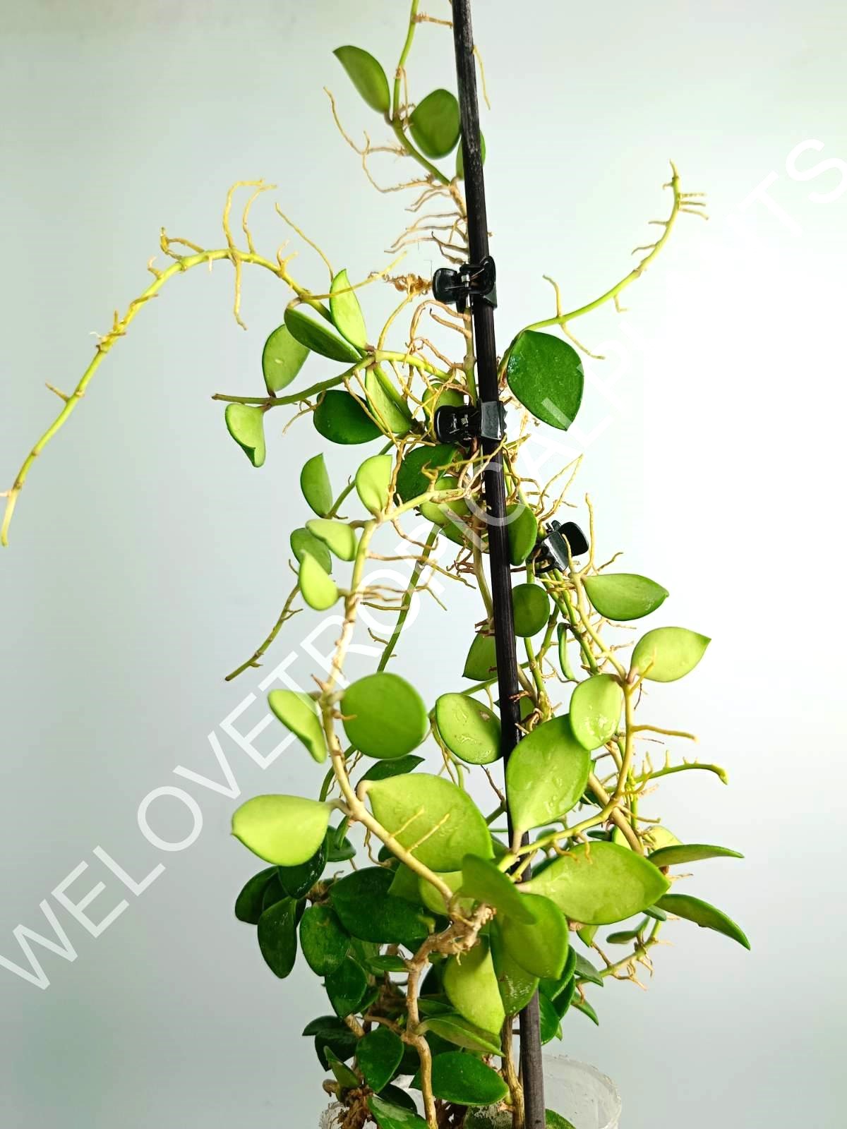 Hoya Nummularioides Yellow