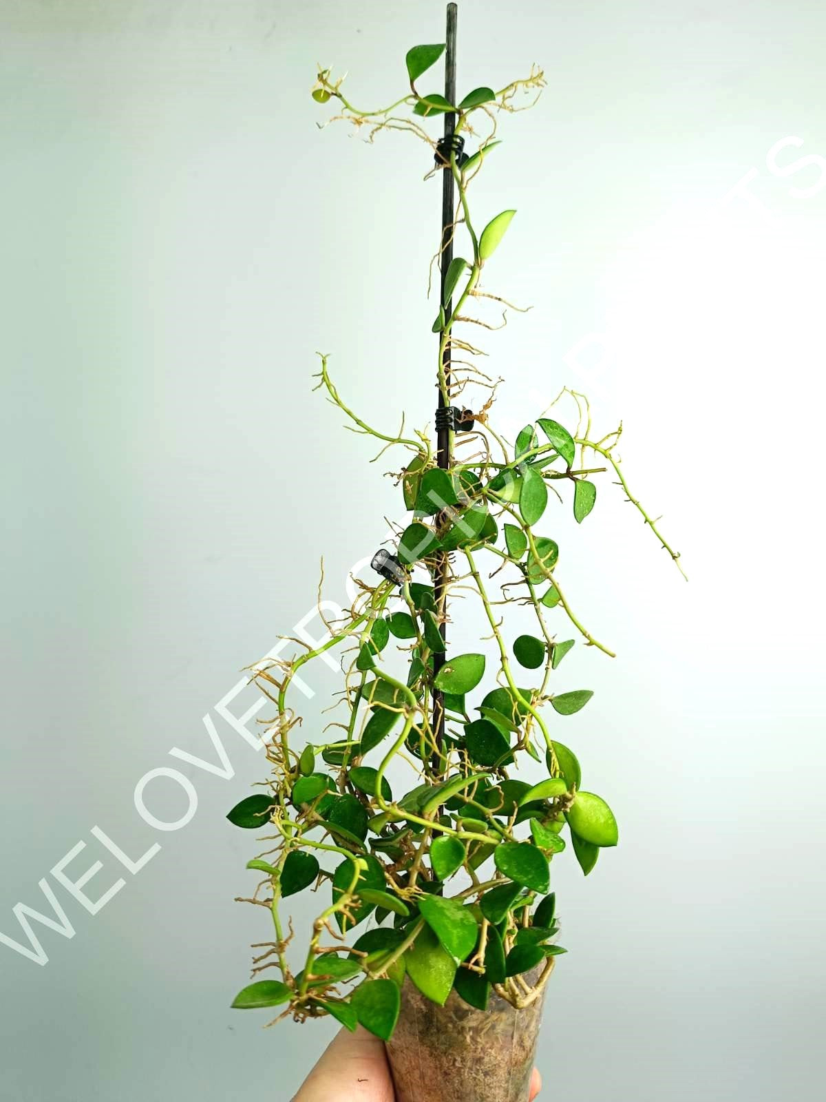 Hoya Nummularioides Yellow