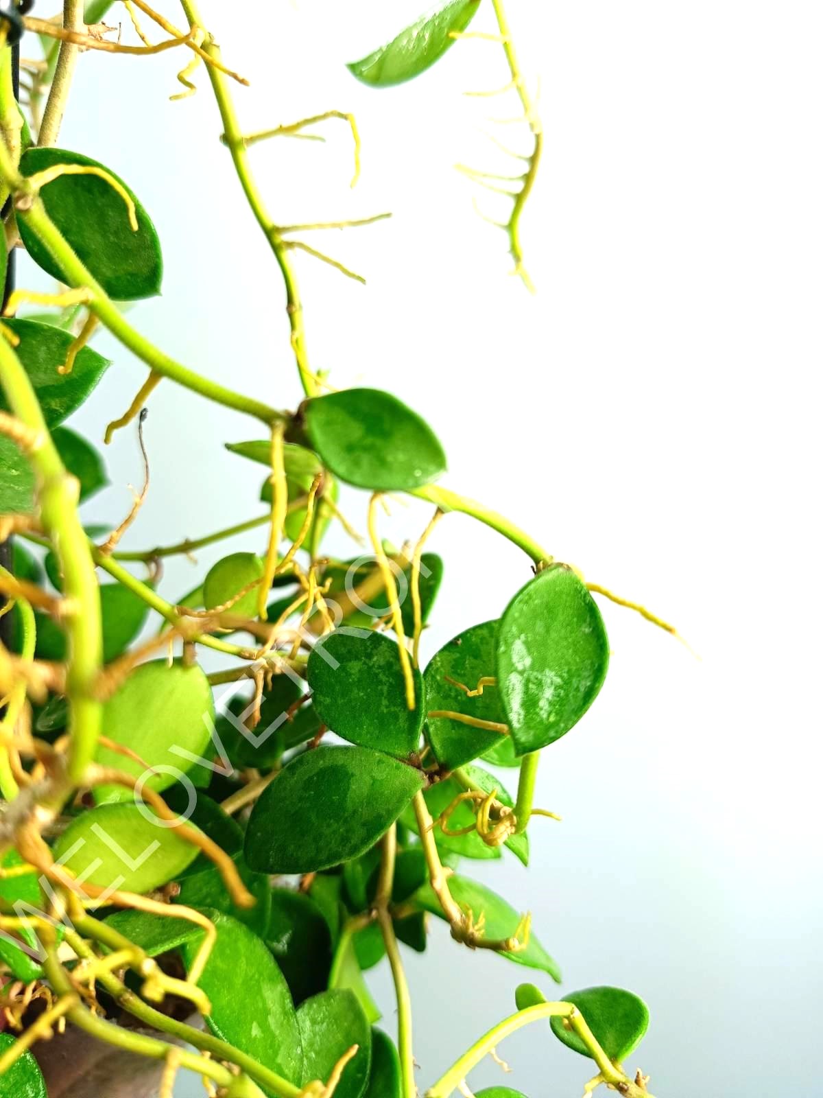 Hoya Nummularioides Yellow