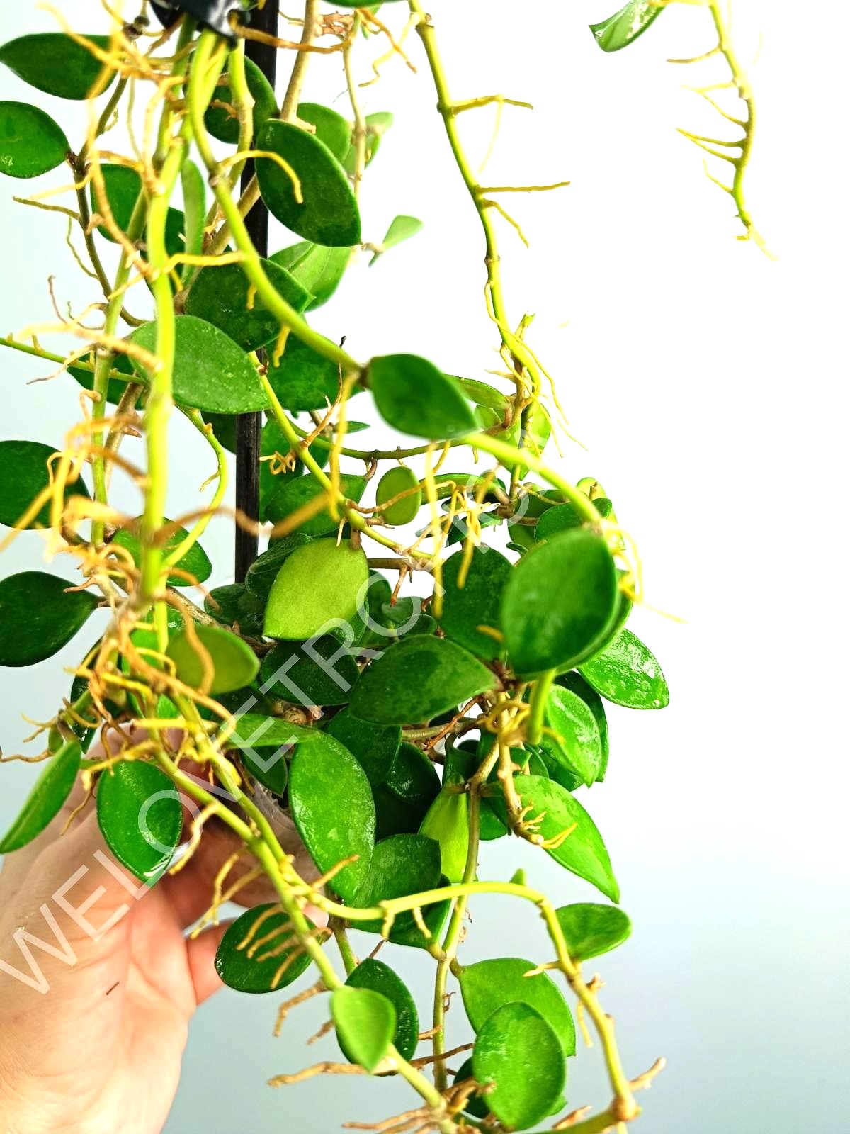 Hoya nummularioides yellow