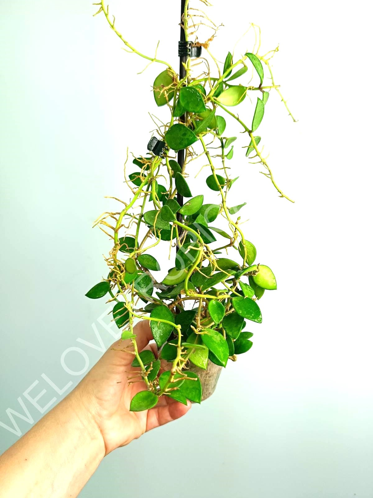 Hoya Nummularioides Yellow