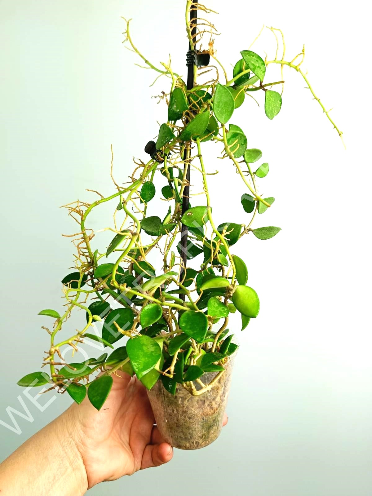 Hoya Nummularioides Yellow