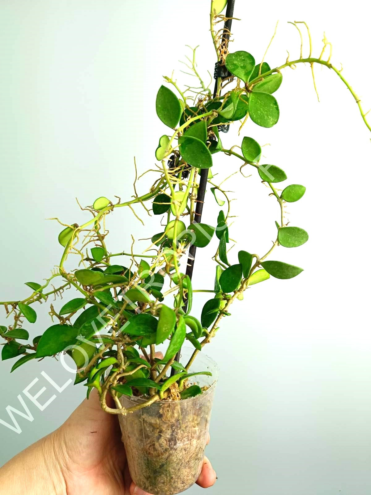 Hoya Nummularioides Yellow