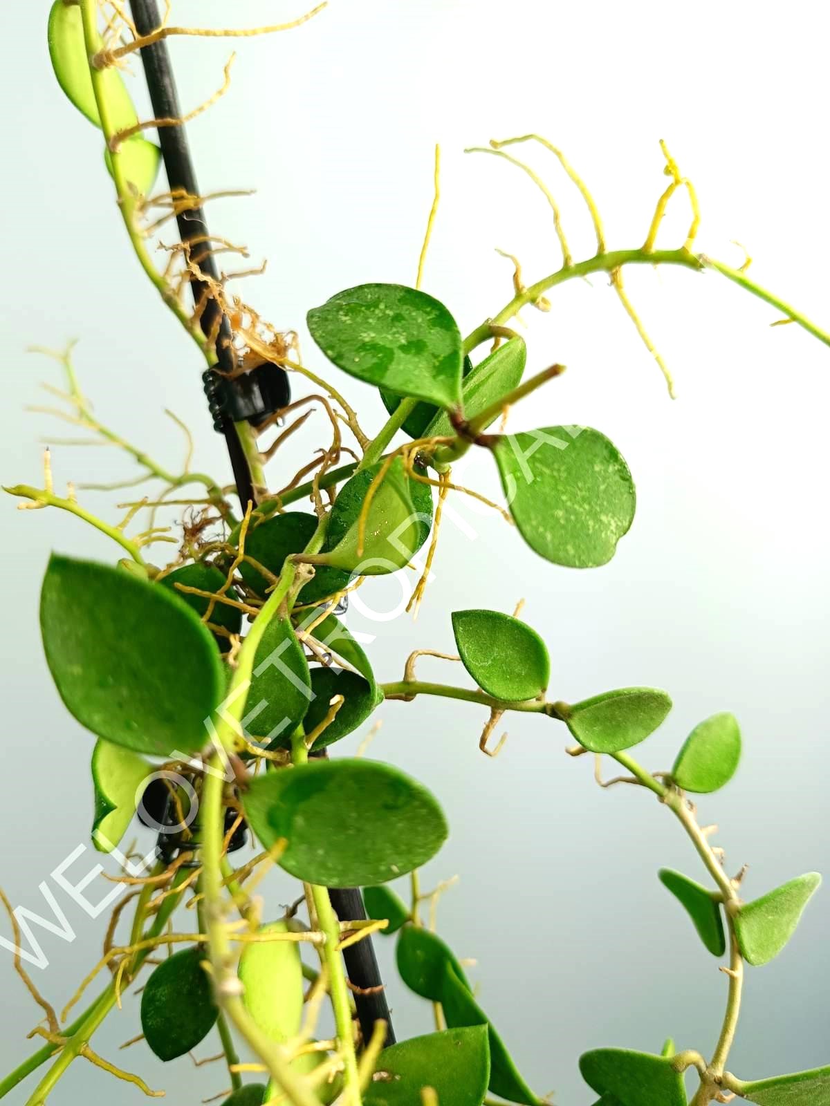 Hoya Nummularioides Yellow