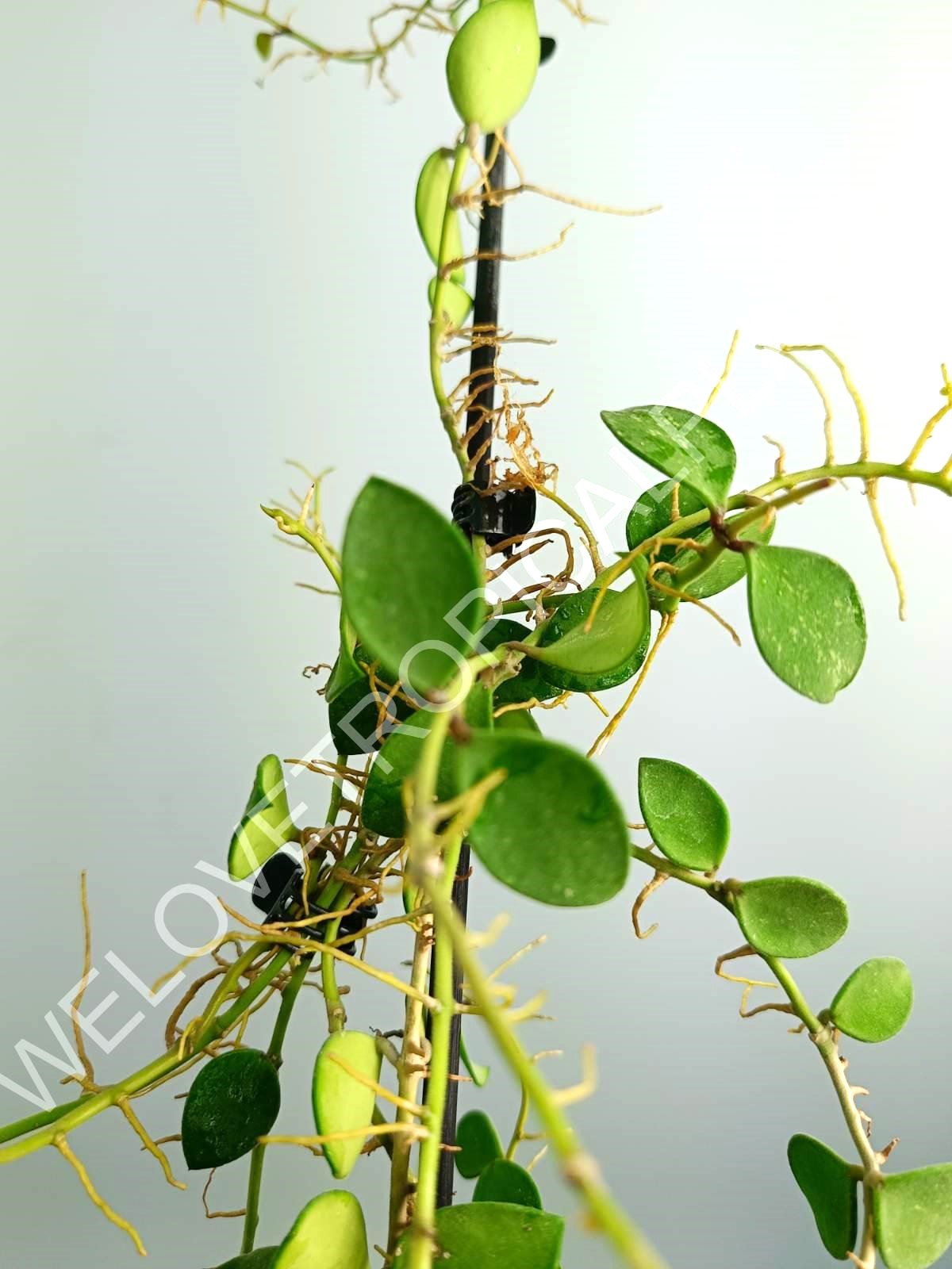 Hoya Nummularioides Yellow