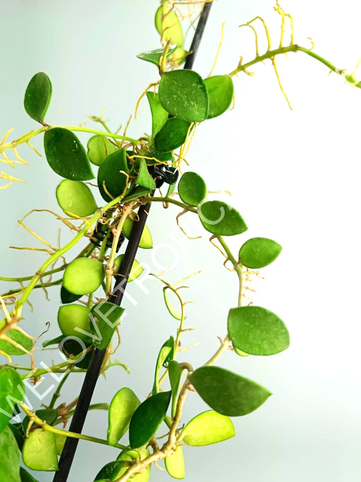 Hoya Nummularioides Yellow