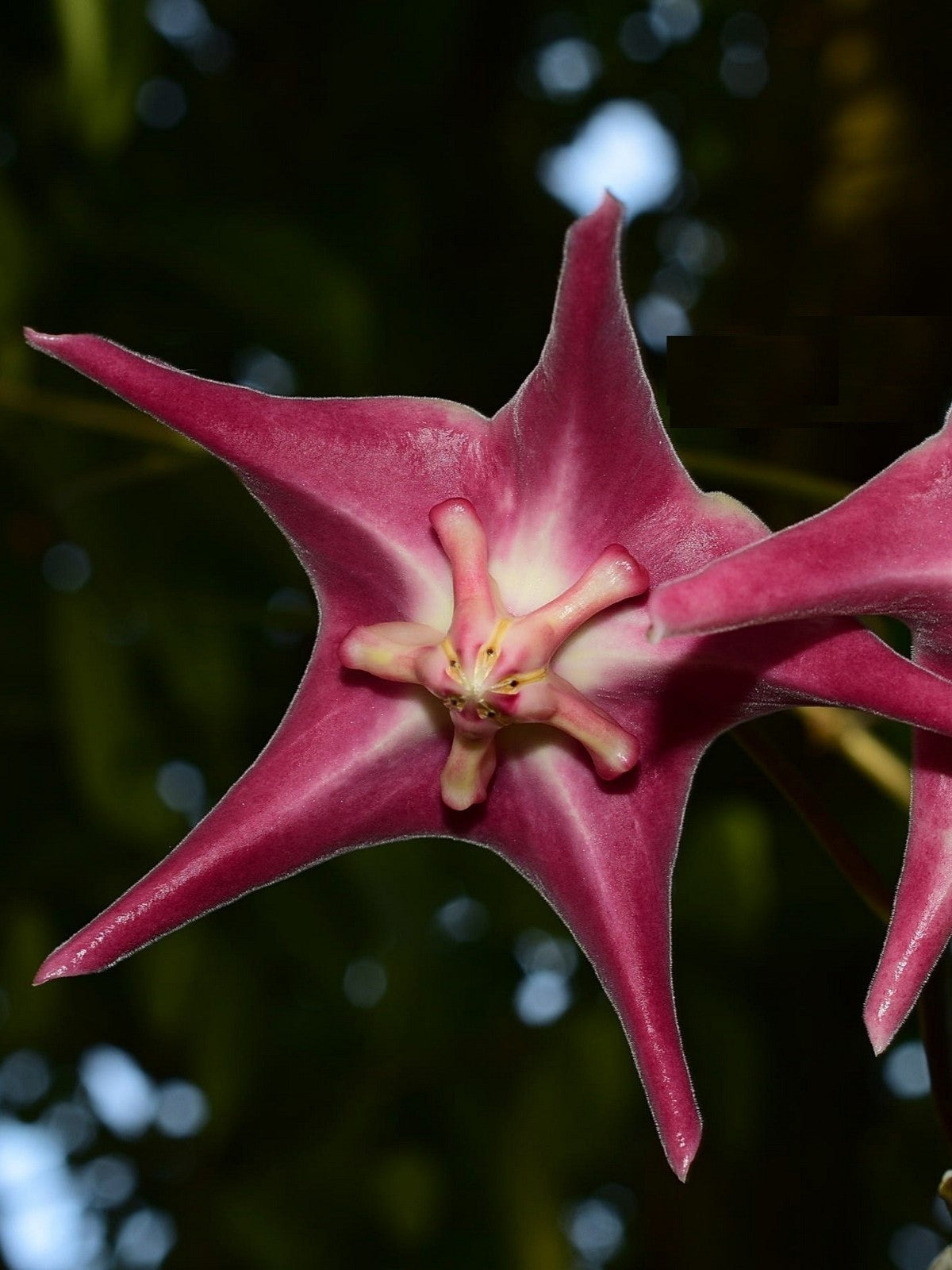 Hoya sp. PNG SV 441 flower