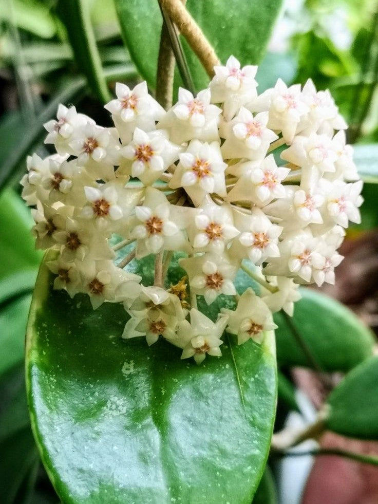 Hoya acuta albomarginata flower
