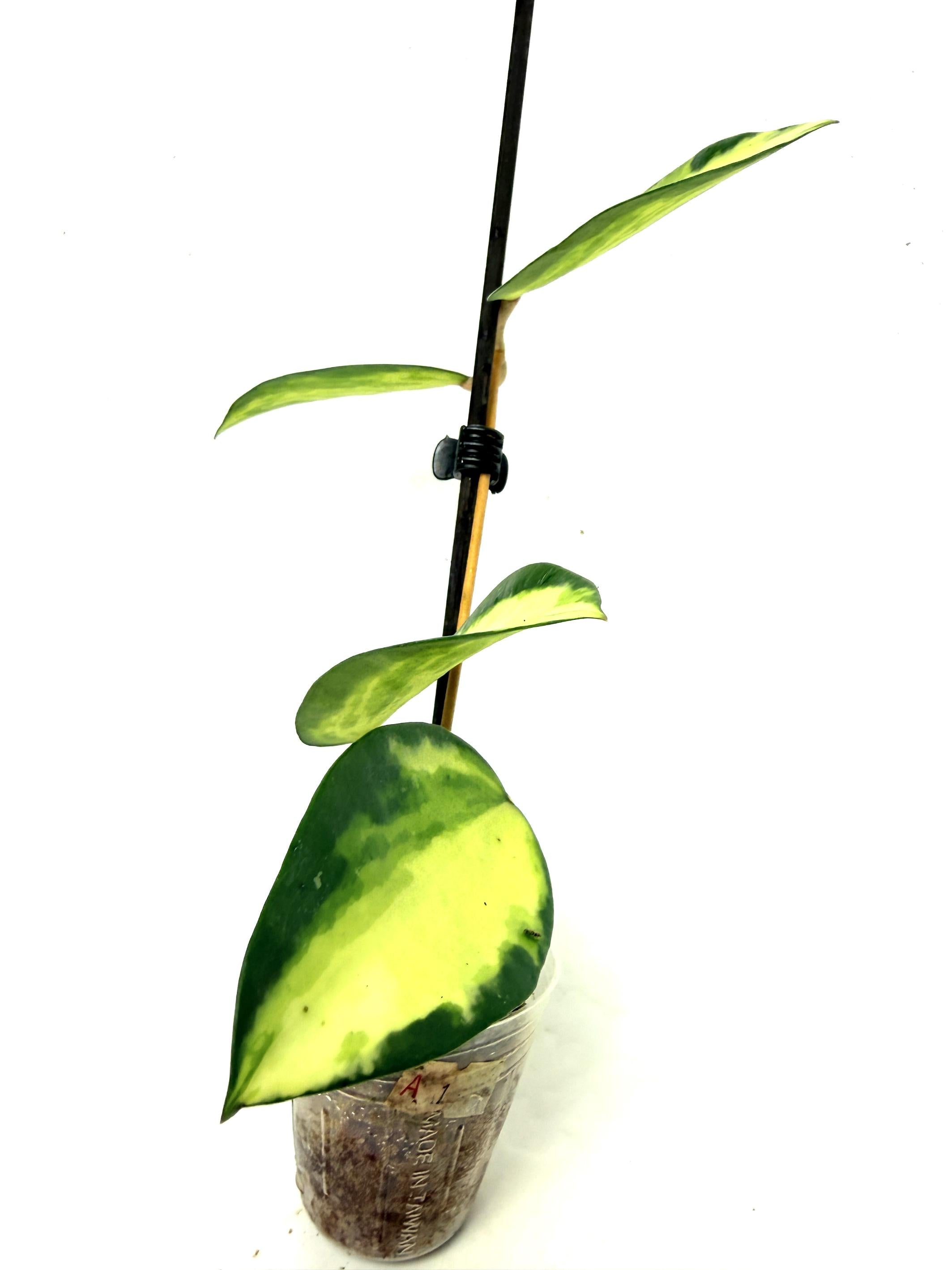 hoya_acuta_variegata