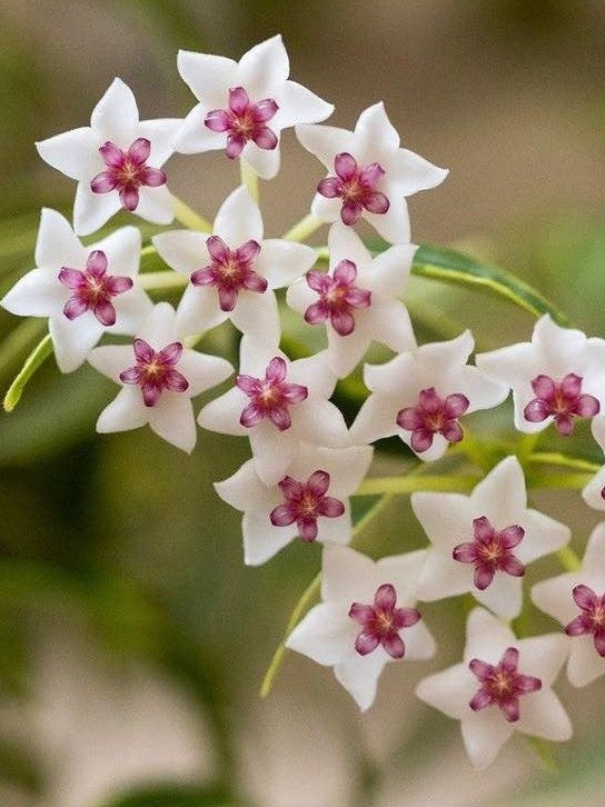 Hoya Bella variegata flower