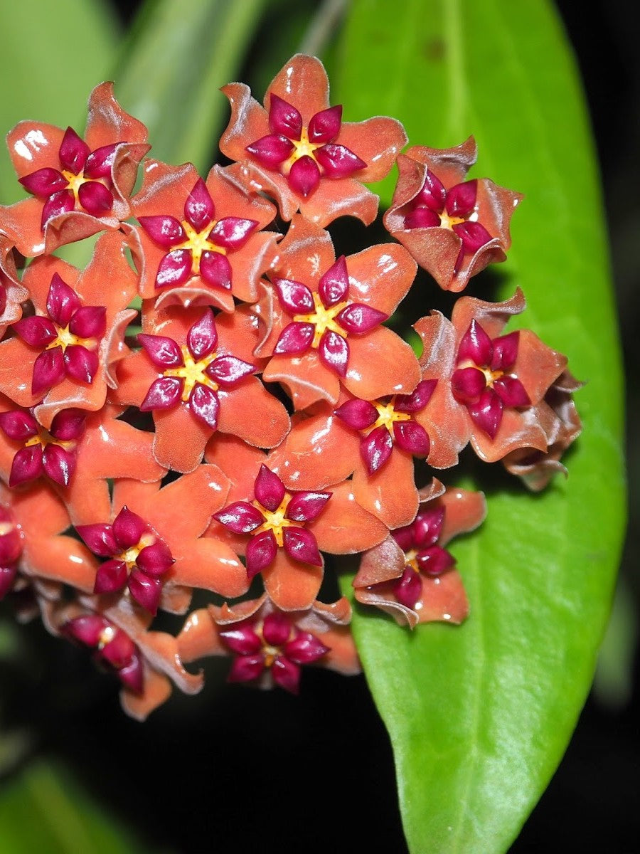 38-kt no HOYA　Glowbe Hoya Benguetensis | Welovetropicalplants